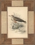 Picture of LOWLAND COURIER