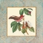 Picture of BEL AIR SONGBIRDS I