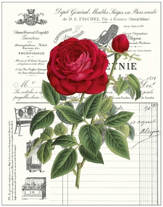 Picture of HEIRLOOM ROSES B