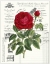 Picture of HEIRLOOM ROSES B