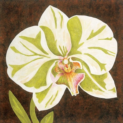 Picture of SURABAYA ORCHID PETITES A