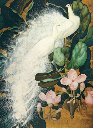 Picture of WHITE PEACOCKS
