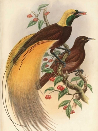 Picture of GOLDEN BIRD OF PARADISE
