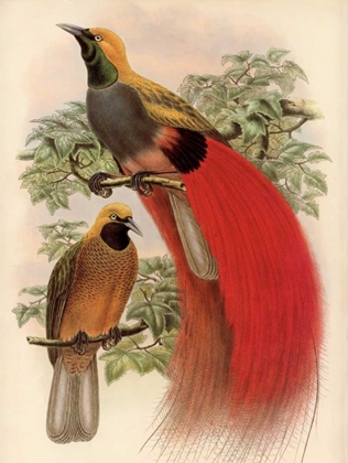 Picture of SCARLET BIRD OF PARADISE