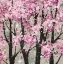 Picture of SPRING THEME