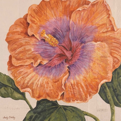 Picture of ISLAND HIBISCUS II