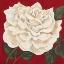 Picture of ROSA BLANCA GRANDE I