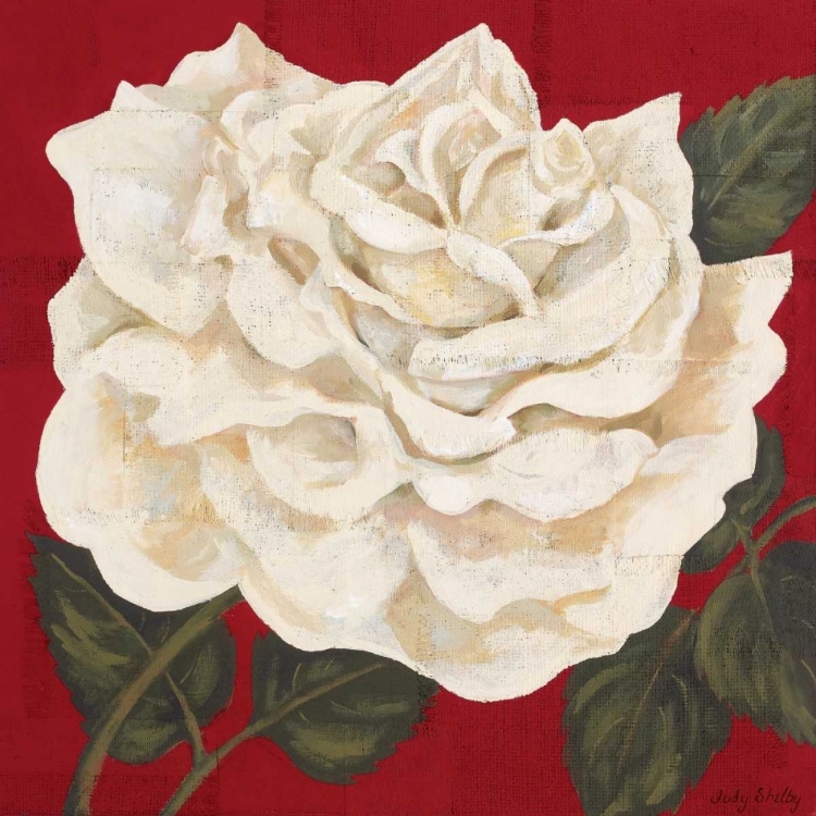 Picture of ROSA BLANCA GRANDE I