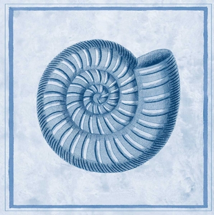 Picture of BLUE NAUTILUS A