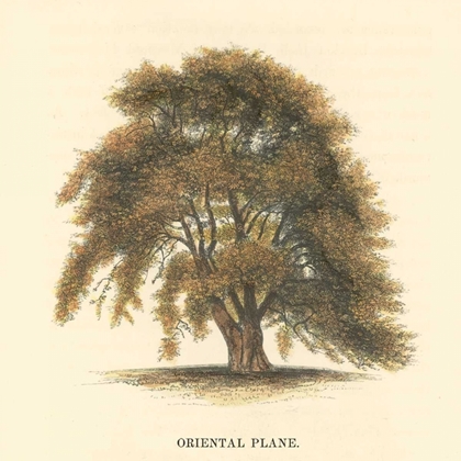 Picture of ORIENTAL PLANE