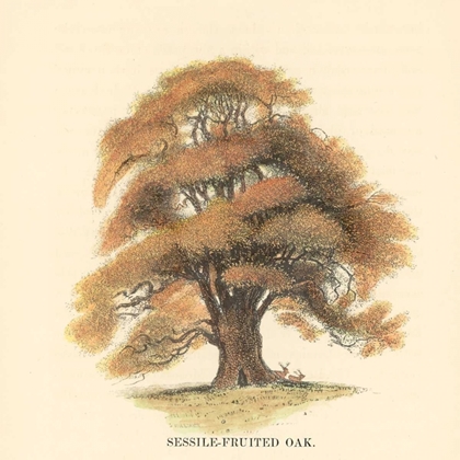 Picture of SESSILE-FRUITED OAK