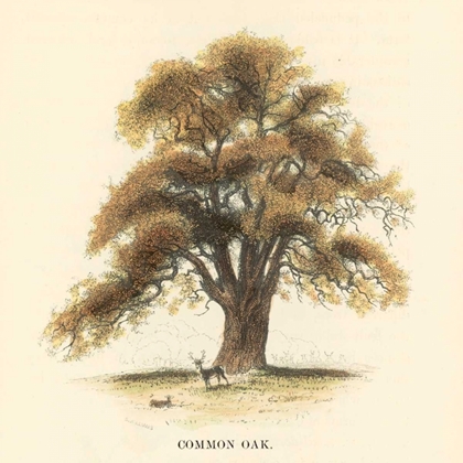 Picture of COMMON OAK