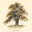 Picture of COMMON OAK
