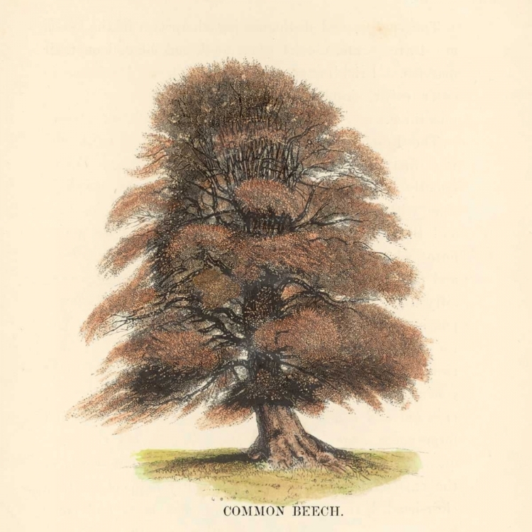 Picture of COMMON BEECH