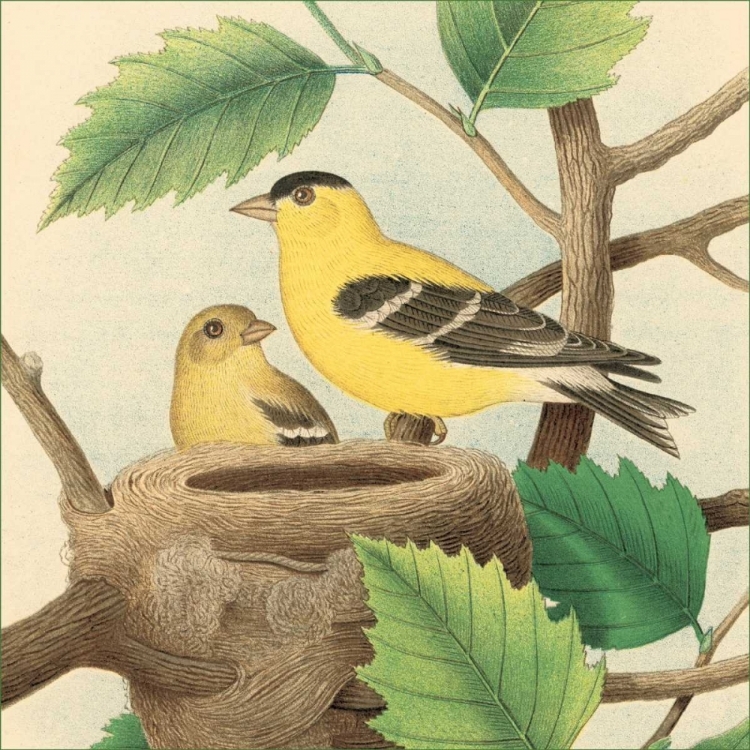 Picture of GOLDFINCH AND WARBLER A