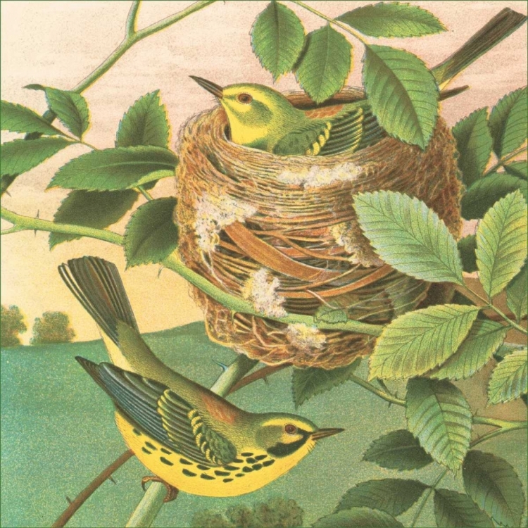 Picture of GOLDFINCH AND WARBLER B