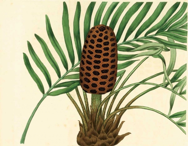 Picture of PALMETTO III