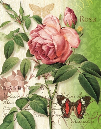 Picture of ROSE SPLENDOR II