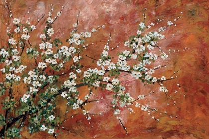 Picture of WILD PLUM BLOSSOMS