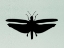 Picture of WIND SONGS III