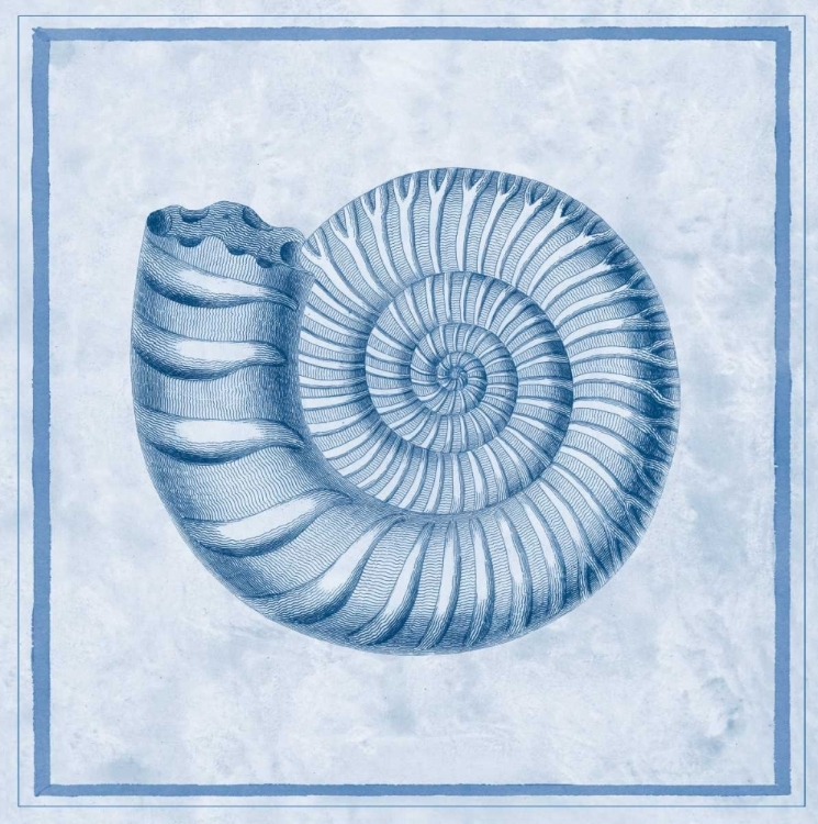 Picture of BLUE NAUTILUS B