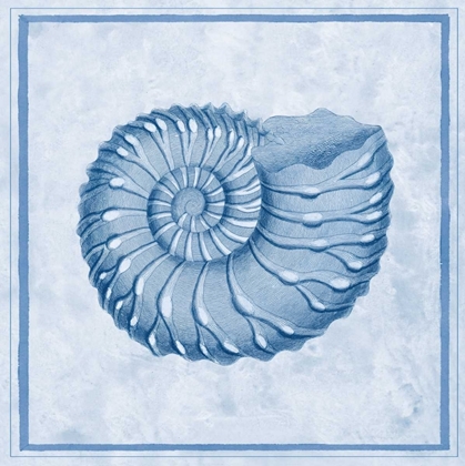 Picture of BLUE NAUTILUS C