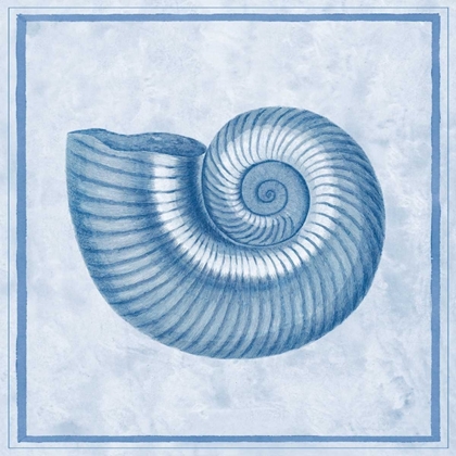 Picture of BLUE NAUTILUS D