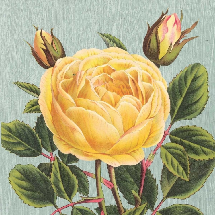 Picture of YELLOW ROSE