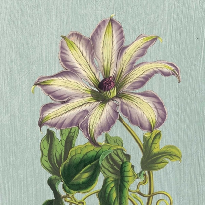 Picture of PURPLE CLEMATIS