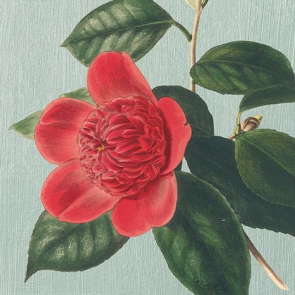 Picture of PEONY