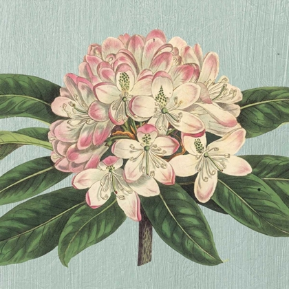 Picture of RHODODENDRON