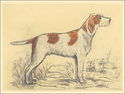 Picture of HUNTING DOGS-GRIFFON