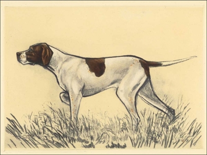Picture of HUNTING DOGS-POINTER