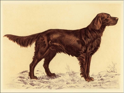 Picture of HUNTING DOGS-SETTER