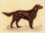Picture of HUNTING DOGS-SETTER