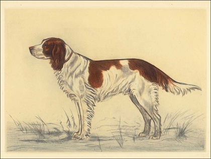 Picture of HUNTING DOGS-SPANIEL