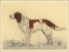 Picture of HUNTING DOGS-SPANIEL
