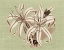 Picture of REGENCE LILY I