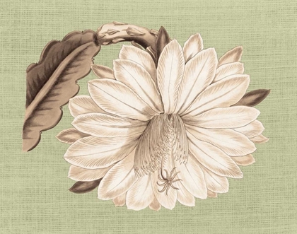 Picture of REGENCE LILY II