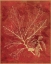 Picture of GOLDEN OAK I