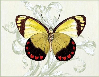 Picture of BUTTERFLY THEME II