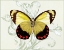 Picture of BUTTERFLY THEME II