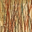 Picture of CONTEMPO II