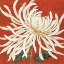 Picture of SPIDER MUM I
