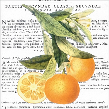 Picture of CITRUS EDITION II