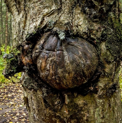 Picture of BURL 2
