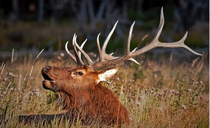 Picture of BULL ELK