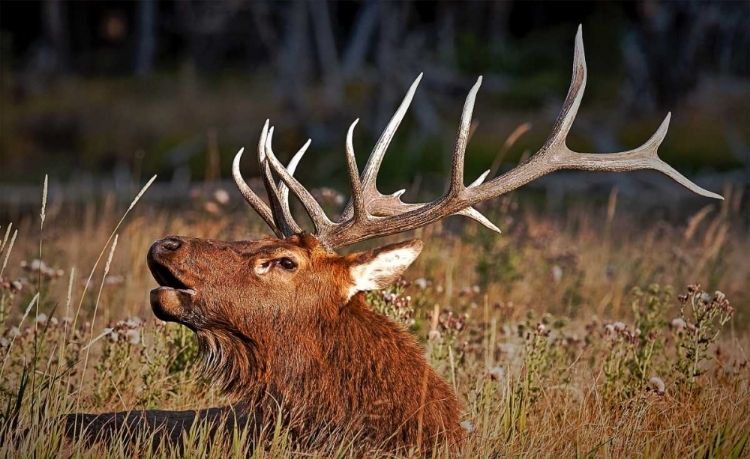 Picture of BULL ELK