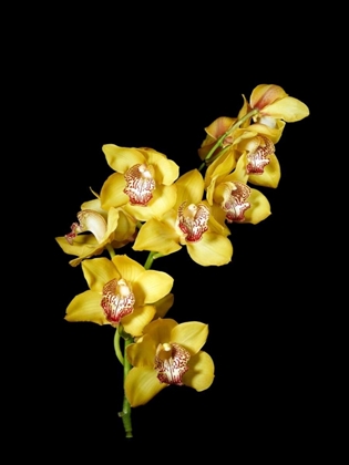 Picture of CYMBIDIUM