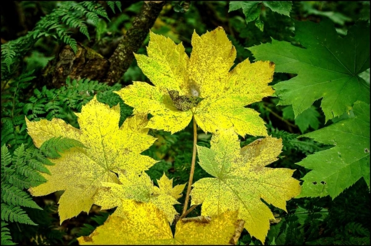 Picture of FALL LEAVES